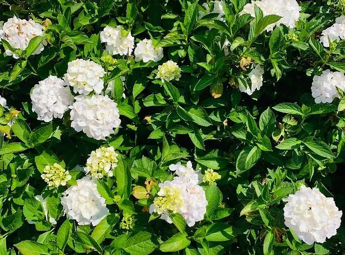 Atelier Onder De Notenboom *