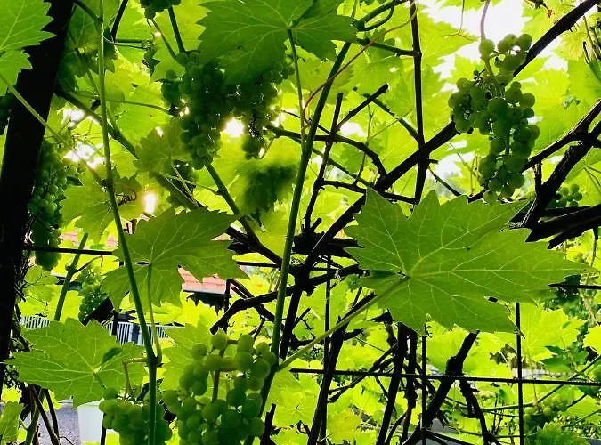 Lägenhet Atelier Onder De Notenboom *